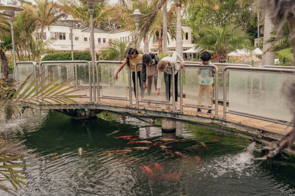 Joondalup Resort - Leisure Activities - Koi