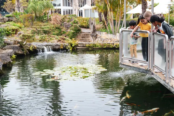 Leisure Activities Koi Fish Pond