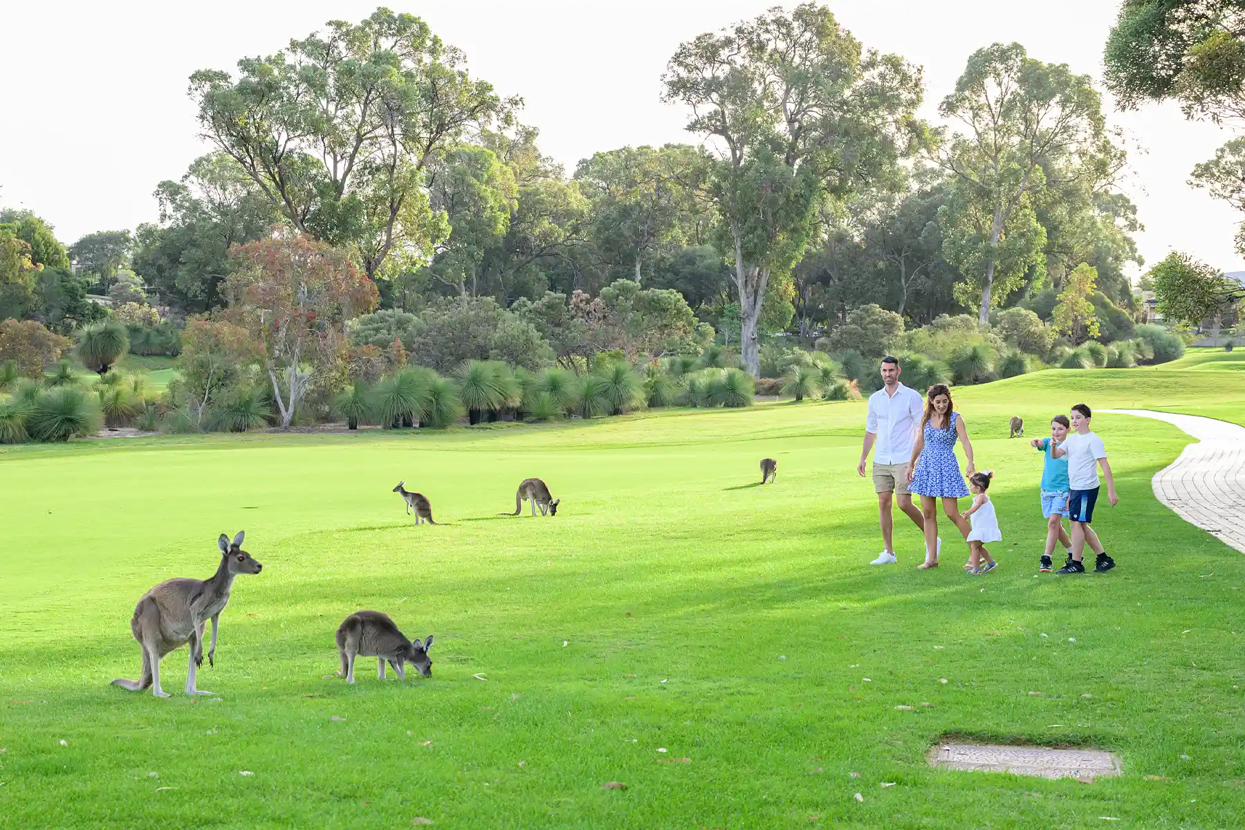 Joondalup Resort Leisure Activities Kangaroo Spotting
