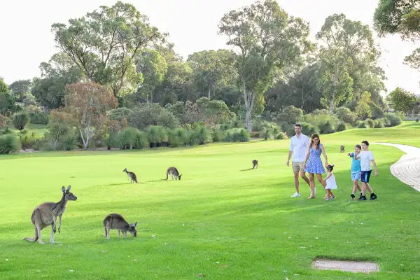 Joondalup Resort Leisure Activities Kangaroo Spotting